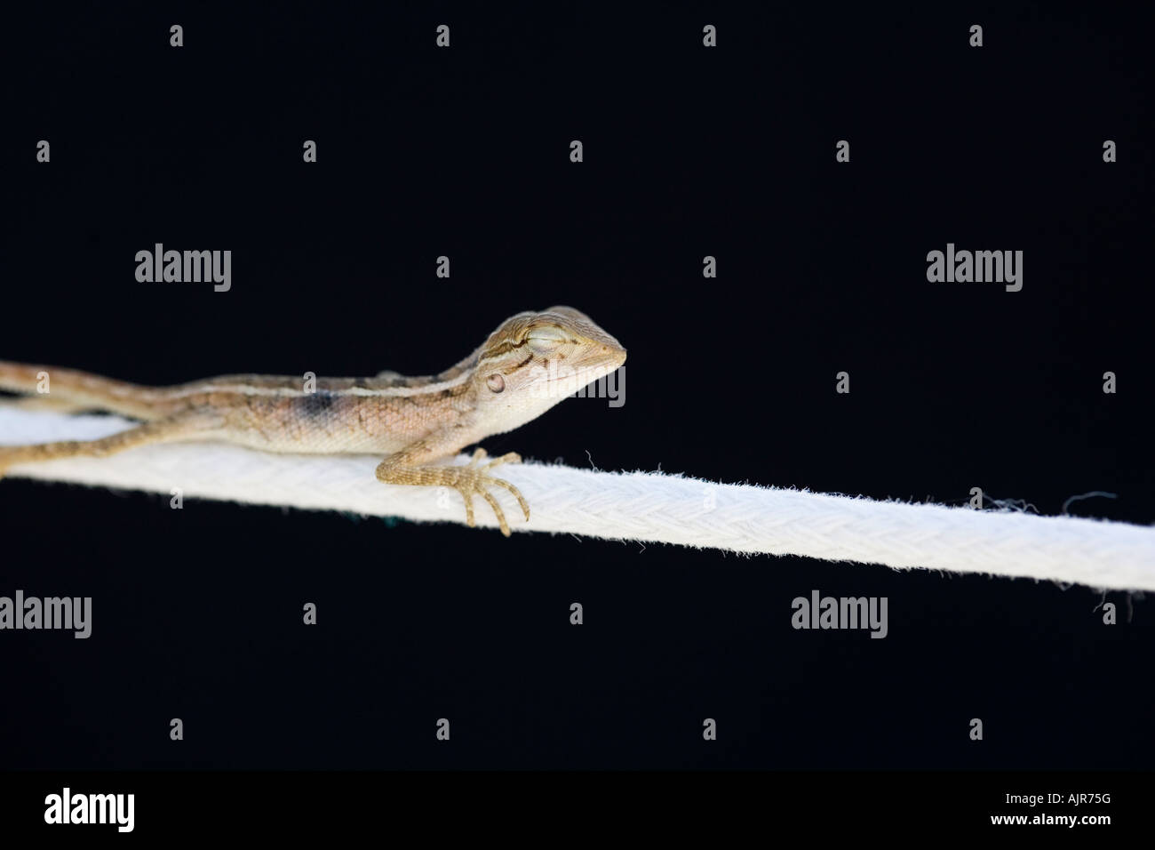 Tiny lizard sleeping on a washing line in India against a black background Stock Photo