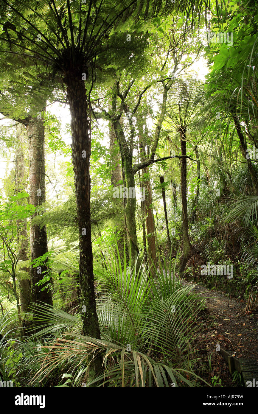 Lush green tropical forest Stock Photo - Alamy