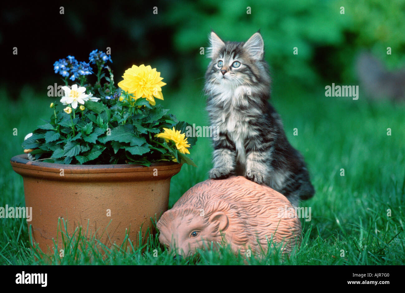 Norwegian Forest Cat kitten 10 weeks Stock Photo