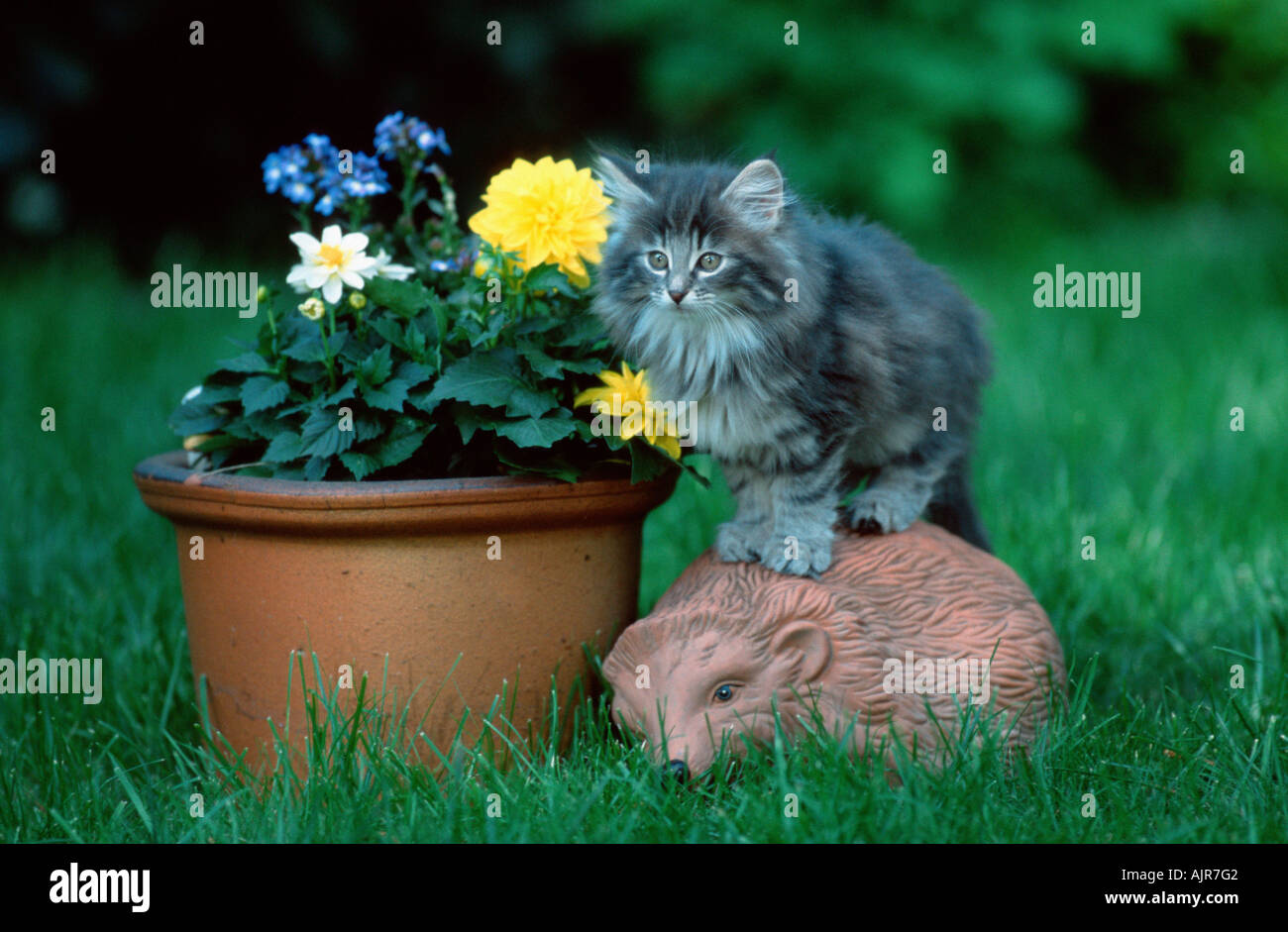 Norwegian Forest Cat kitten 10 weeks Stock Photo