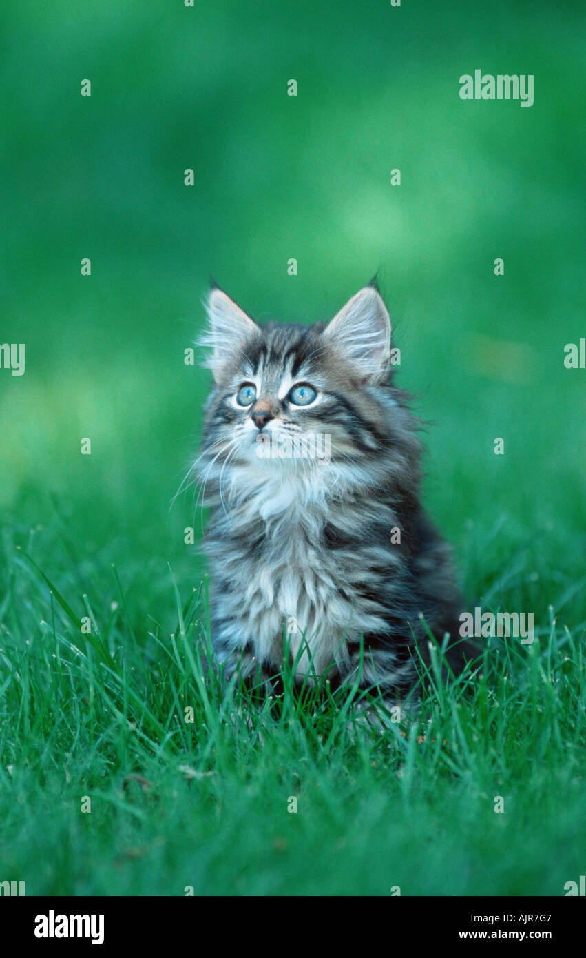 Norwegian Forest Cat kitten 10 weeks Stock Photo