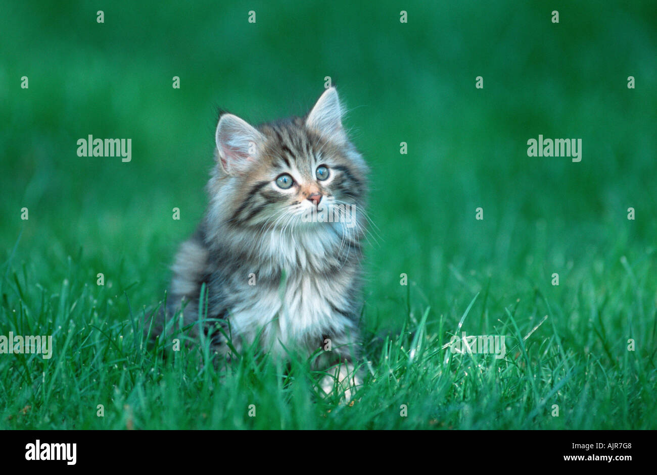 Norwegian Forest Cat kitten 10 weeks Stock Photo
