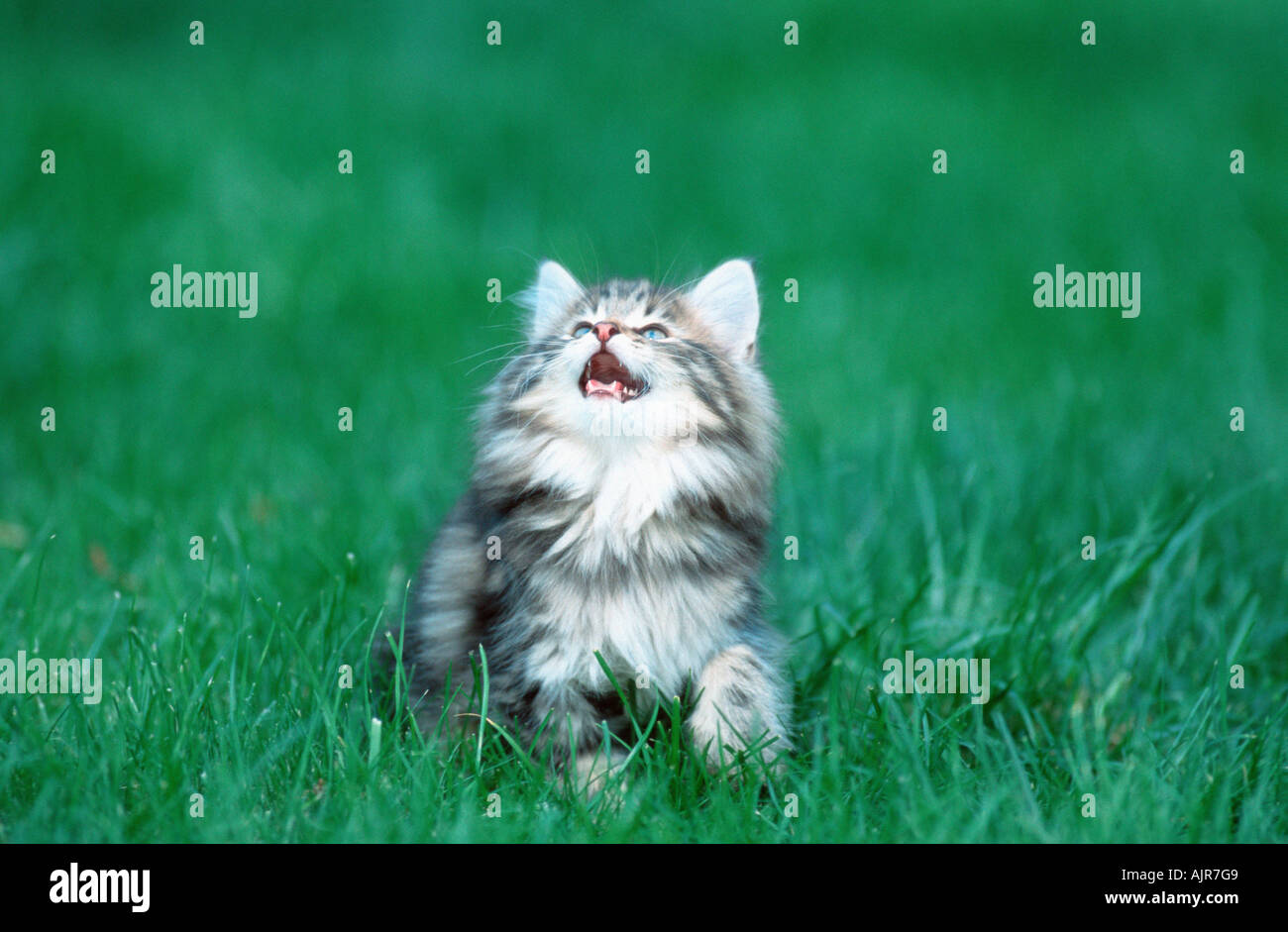Norwegian Forest Cat kitten 10 weeks Stock Photo