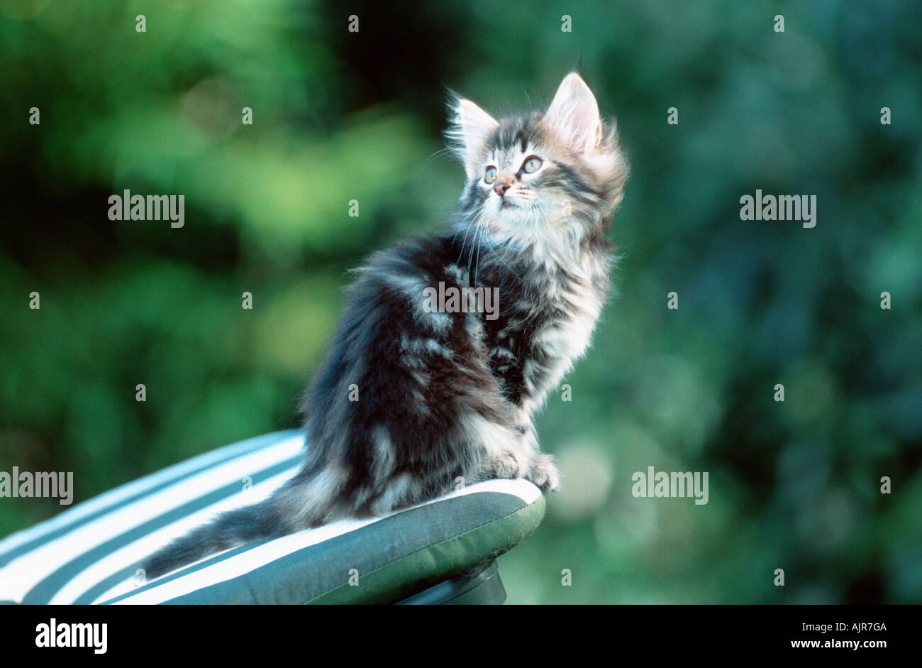 Norwegian Forest Cat kitten 10 weeks Stock Photo