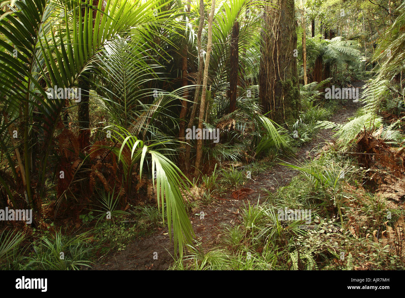 Trail in tropical forest Stock Photo - Alamy