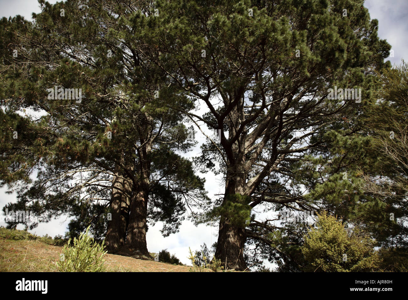 Big large tall giant hi-res stock photography and images - Alamy