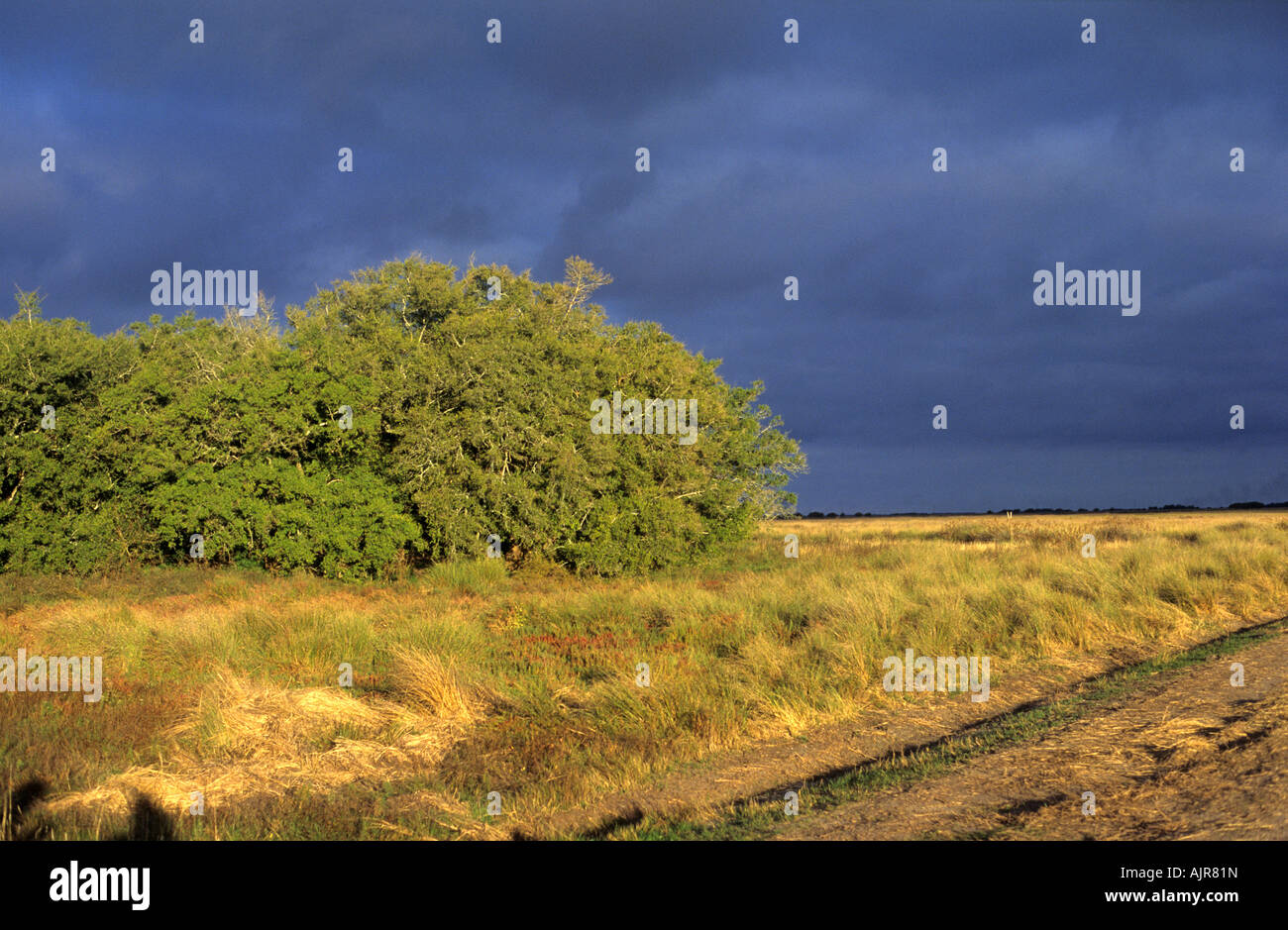 A view of a tala trees and grassland in Buenos Aires. Pampas environment. Argentina Stock Photo