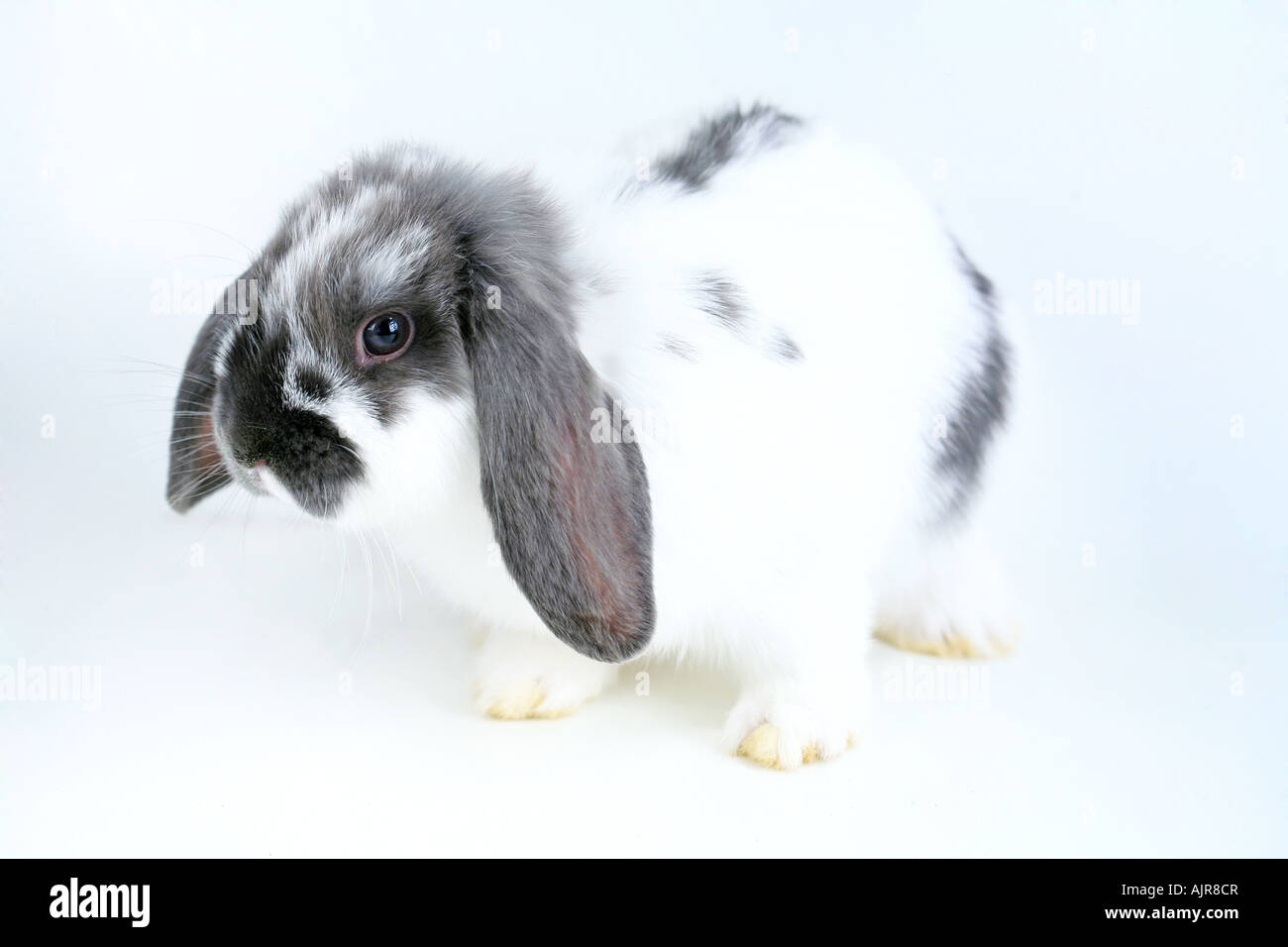 Grey and white lop eared rabbit sales