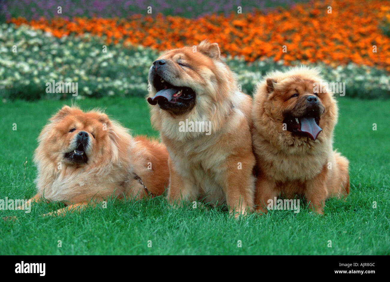 Chow Chows Stock Photo