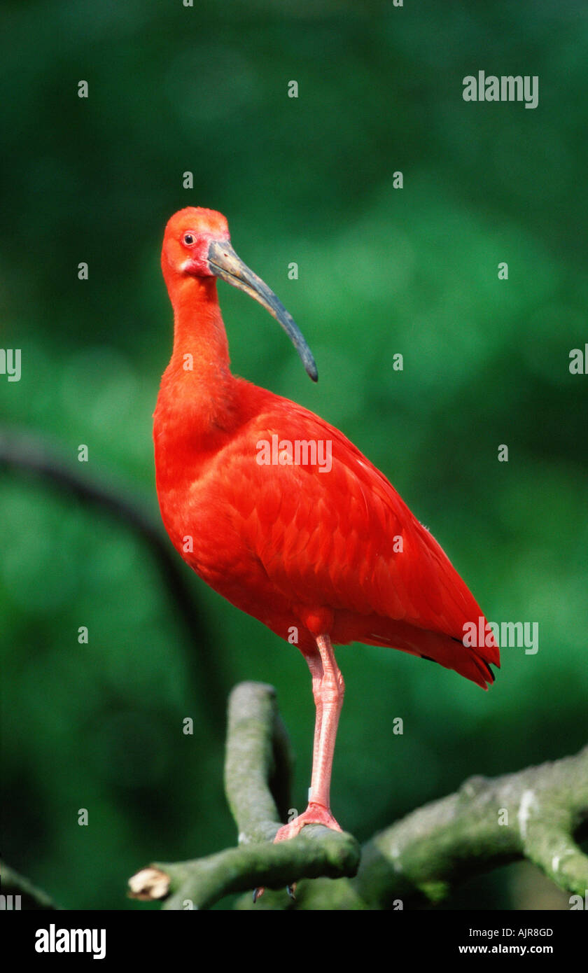 Scarlet Ibis Adult Bird Hi res Stock Photography And Images Alamy scarlet-ibis-adult-bird-hi-res-stock-photography-and-images-alamy
