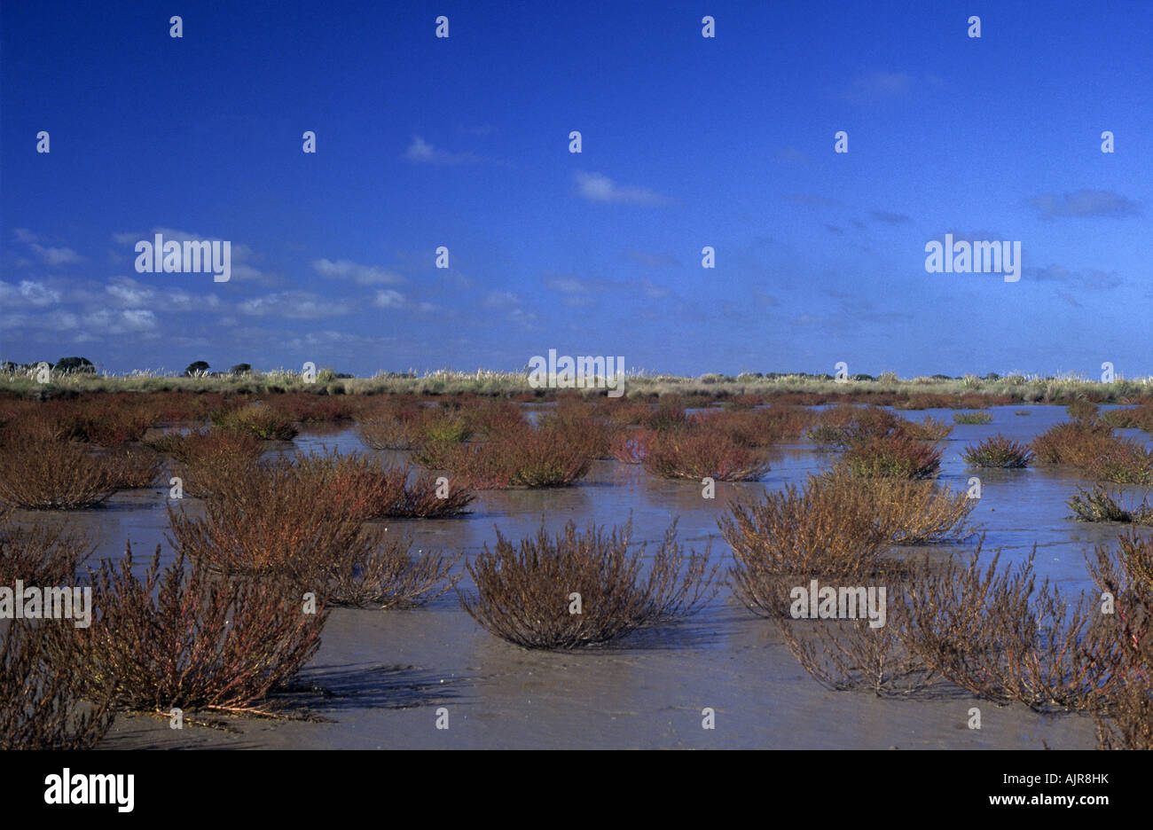 A view of salicornia and other wetland/marshy area species in Campos del Tuyu Reserve, Buenos Aires, Argentin Stock Photo