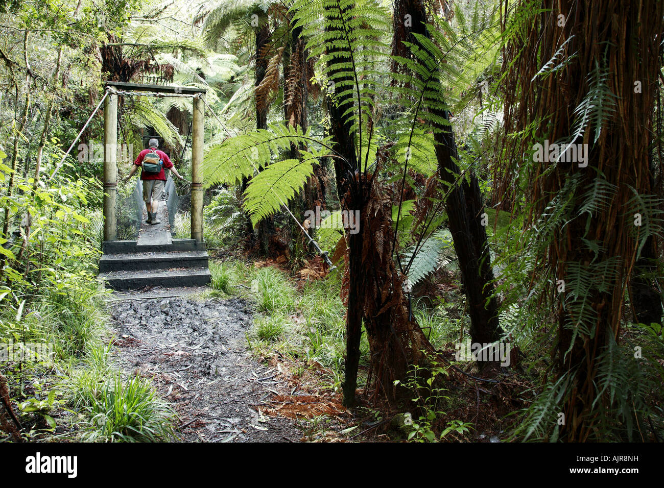 Person in the forest hi-res stock photography and images - Alamy