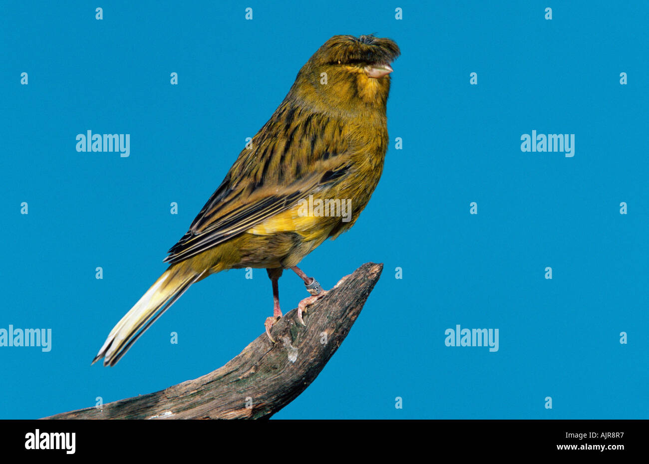 Gloster canary hires stock photography and images Alamy