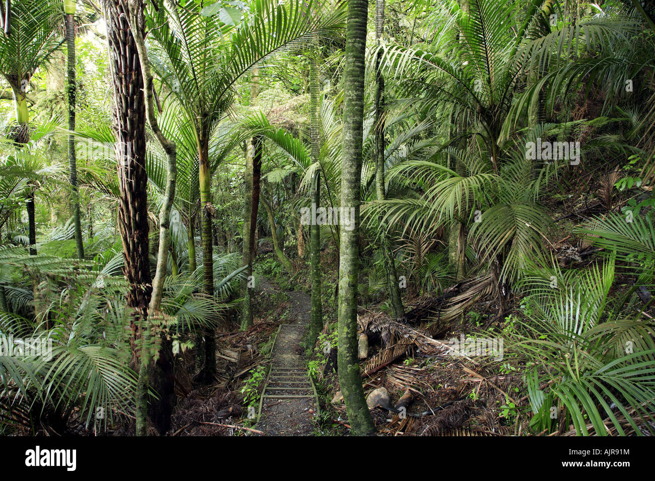 A trail leads into a tropical forest Stock Photo - Alamy