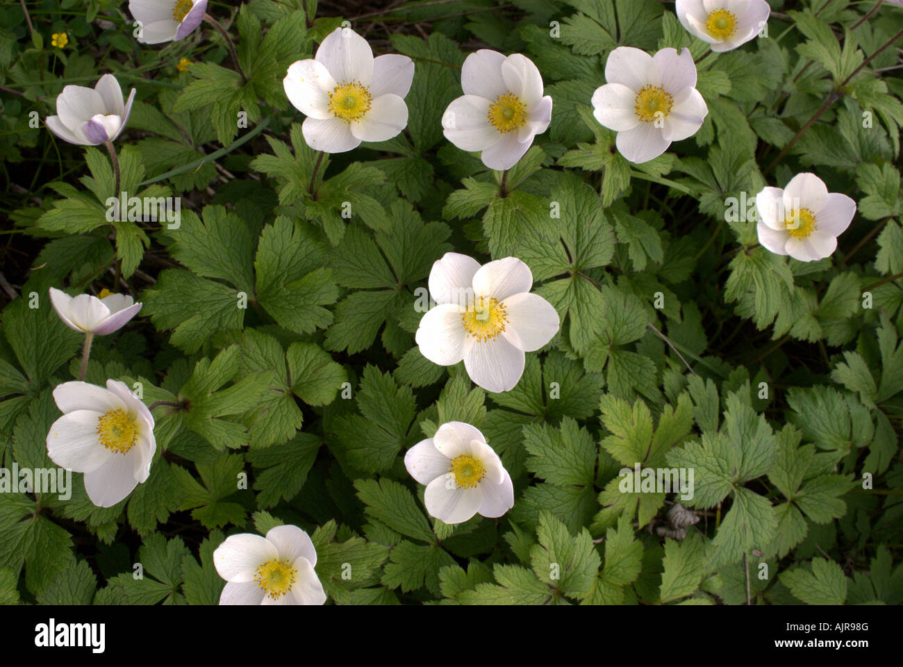 White anemones thrive during the monsoon at about 4300 m, near Annapurna Base Camp, Nepal Stock Photo