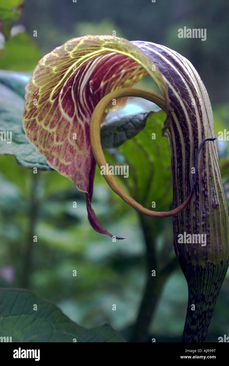 Snake Lily, Annapurna Sanctuary, Nepal Stock Photo