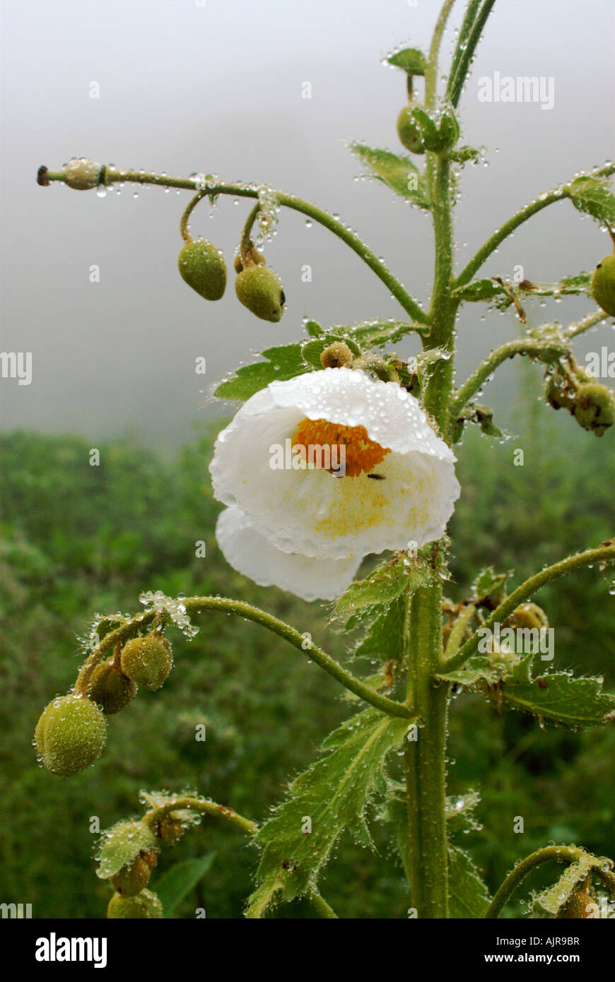 meconopsis-paniculata-golden-himalayan-poppy-grows-near