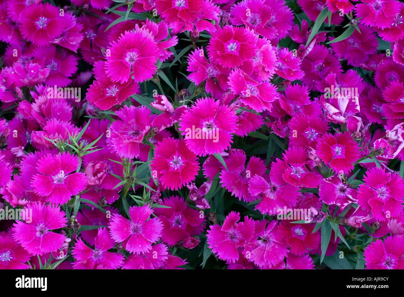 Carnival of Flowers Toowoomba, Queensland, Australia Stock Photo Alamy