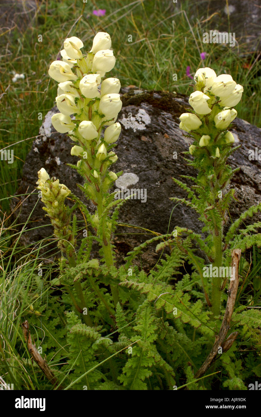 Pedicularis scullyana grows during the monsoon season (at about 4000 m) near Annapurna basecamp, Annapurna Sanctuary, Nepal Stock Photo