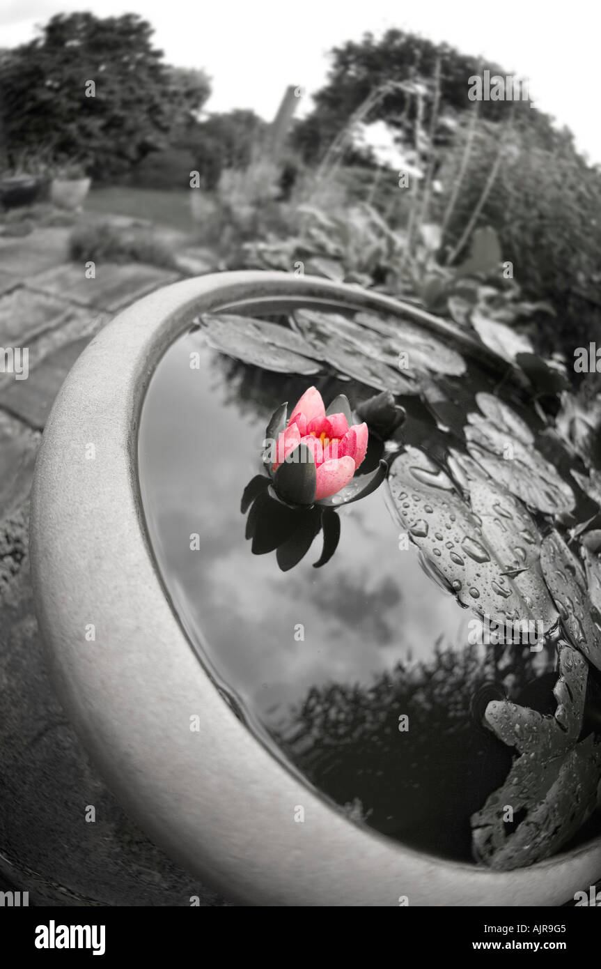 Water lily growing in a suburban garden planter Stock Photo Alamy