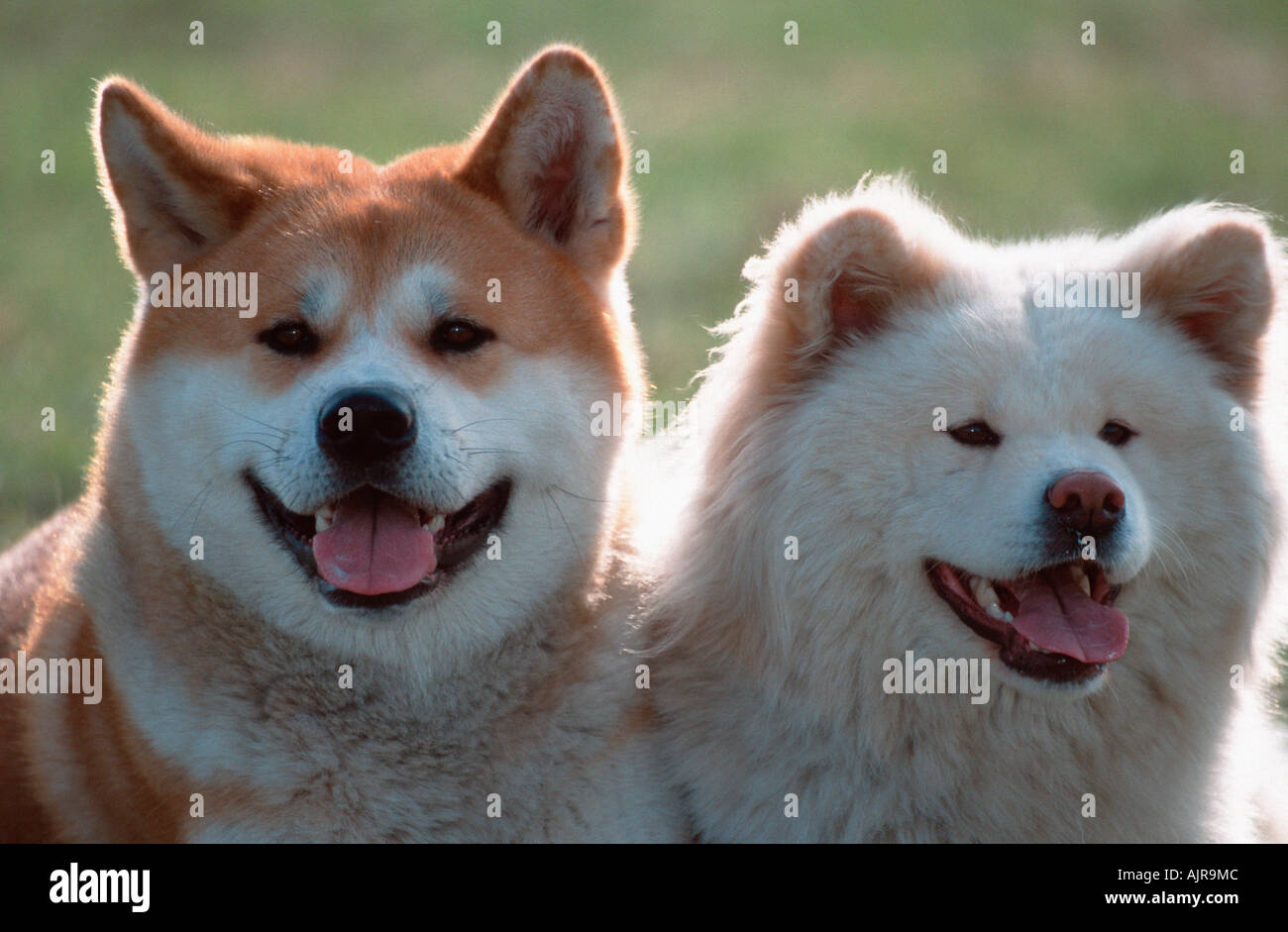 Akita Inu Pair Short Haired Stock Photos Akita Inu Pair Short