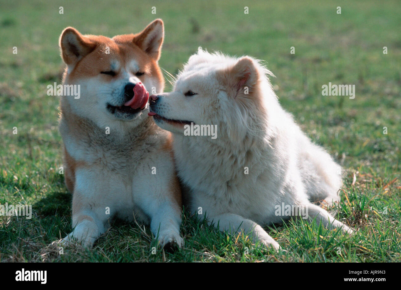 Akita Inu Pair Short Haired Stock Photos Akita Inu Pair Short
