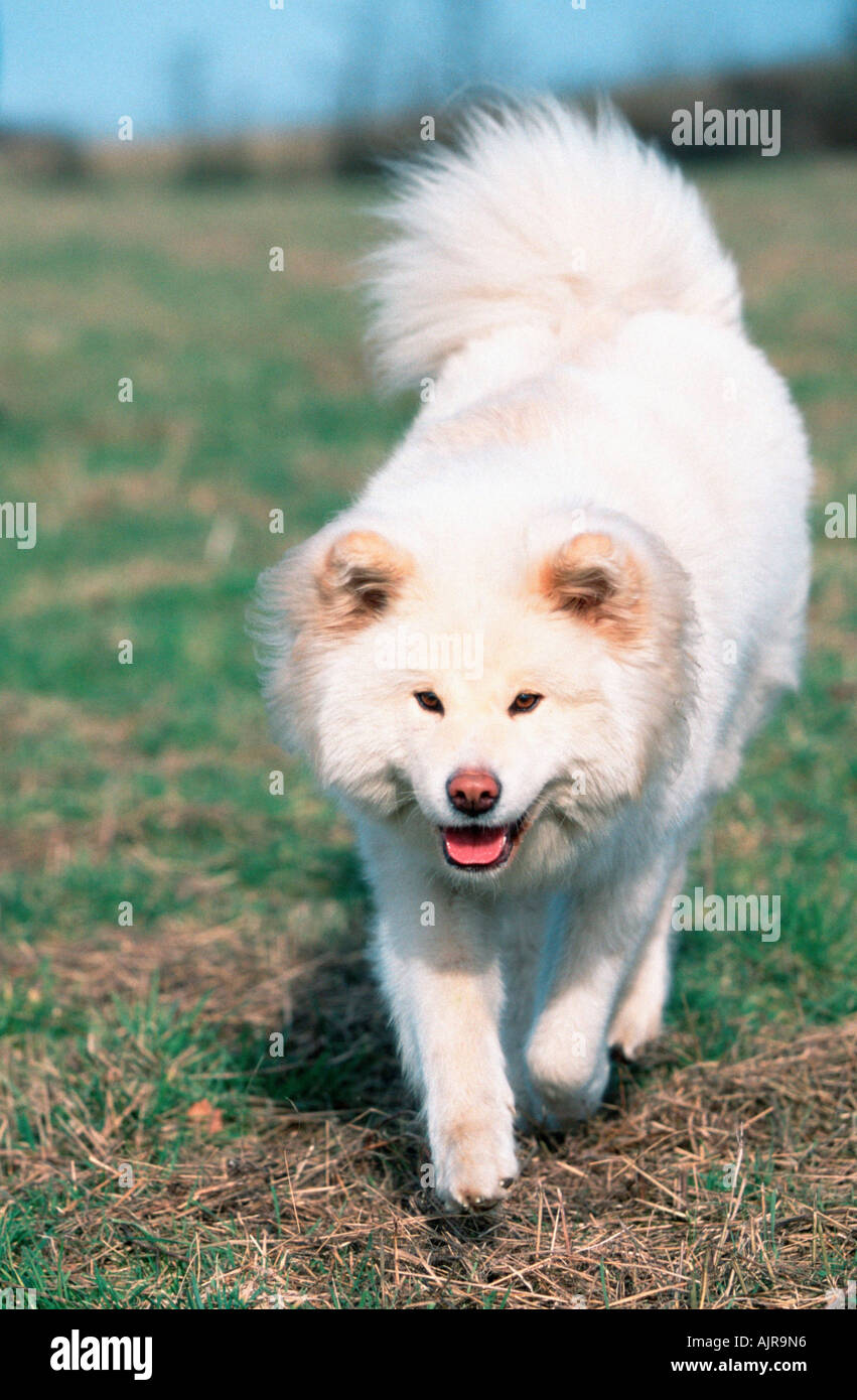 Akita Inu long haired Stock Photo Alamy