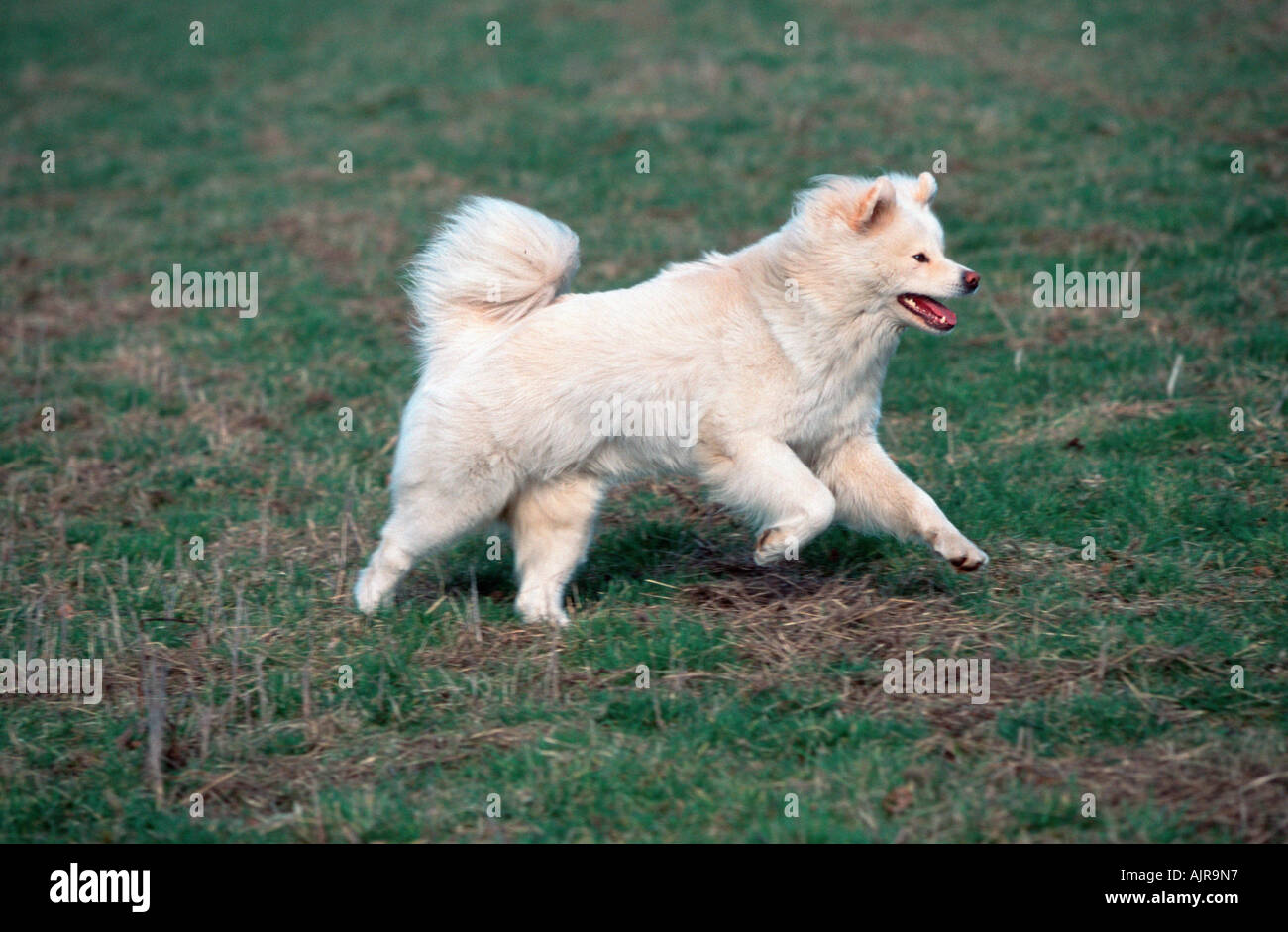 Akita Inu long haired Stock Photo Alamy