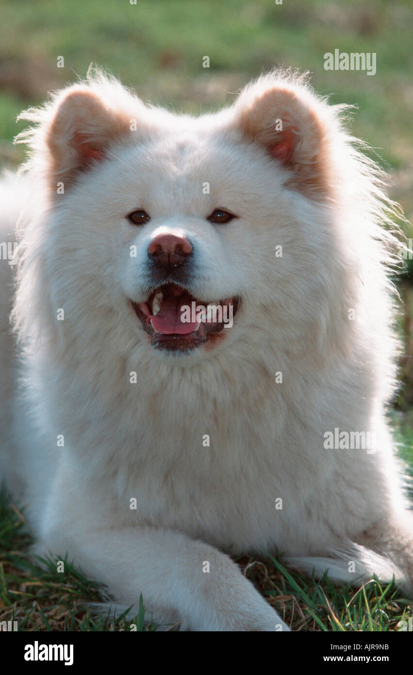Akita Inu long haired Stock Photo Alamy