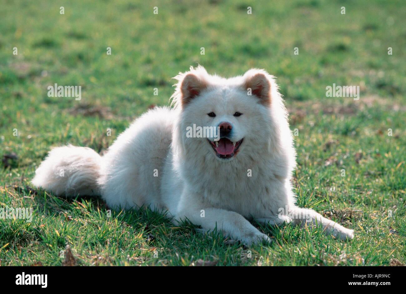 Akita Inu long haired Stock Photo Alamy