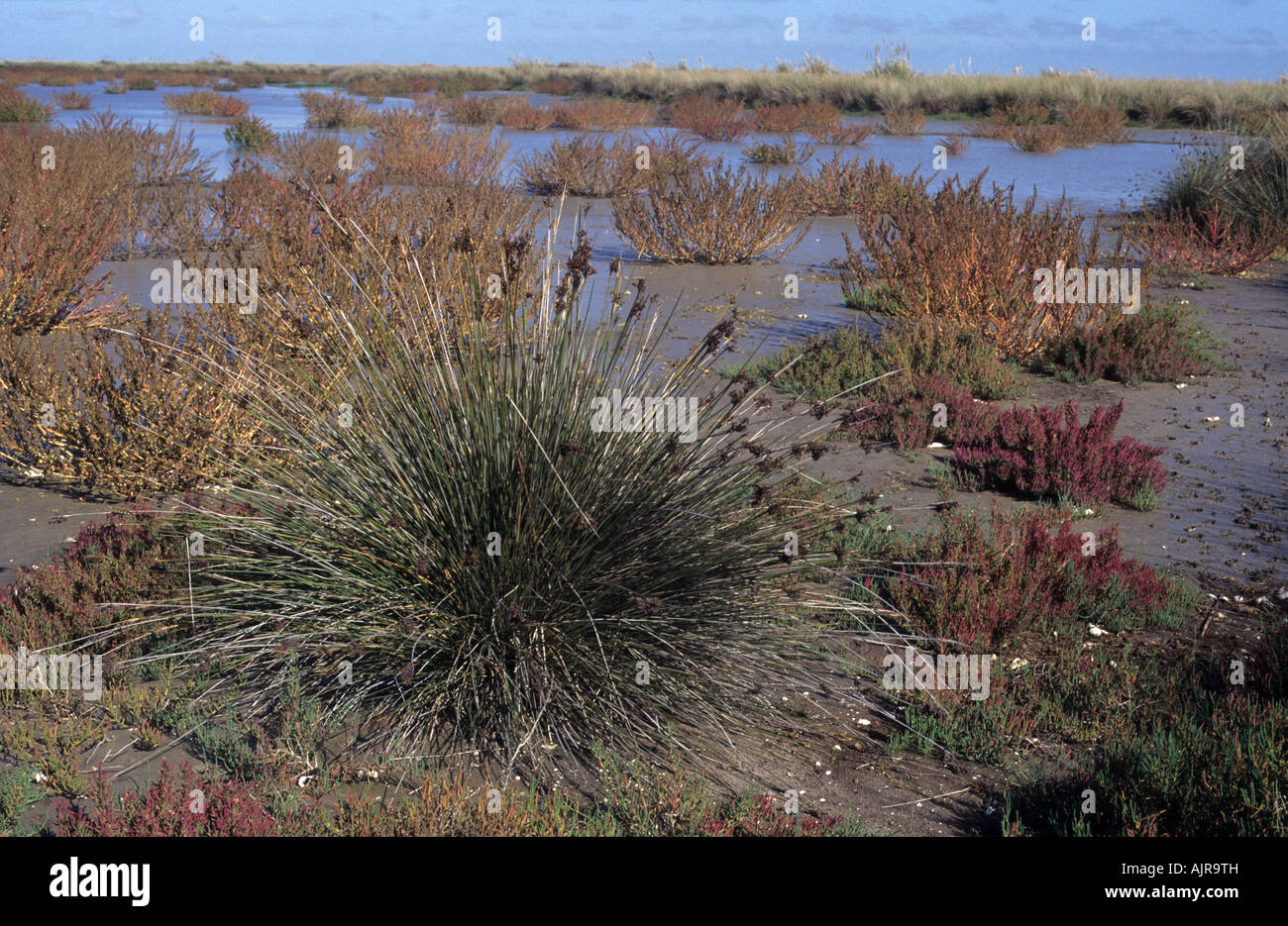 A view of salicornia, reeds and other wetland/marshy area species in Campos del Tuyu Reserve, Buenos Aires, Argentina Stock Photo