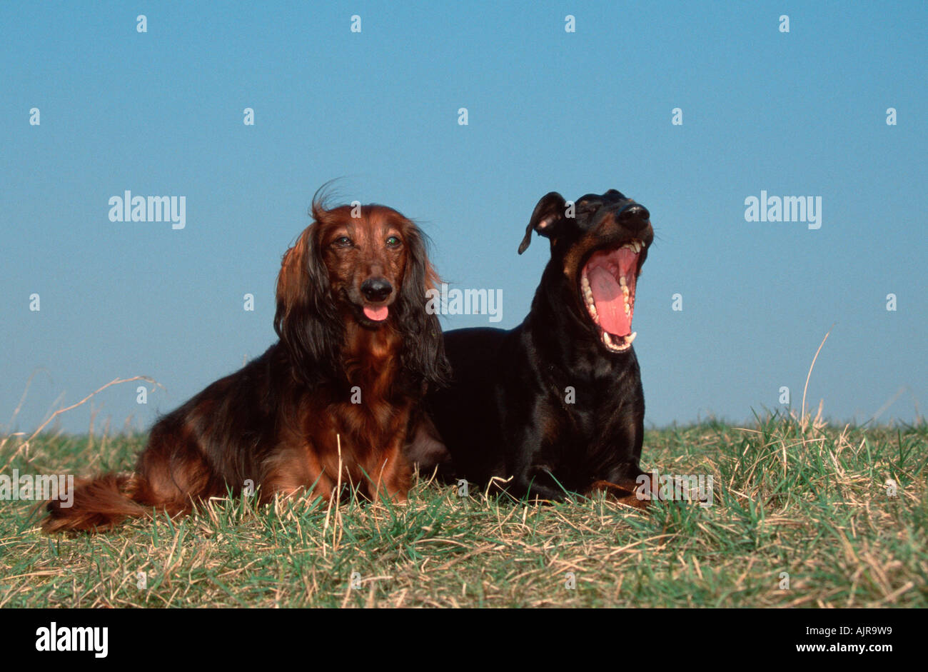 Manchester Terrier and Longhaired Dachshund Stock Photo