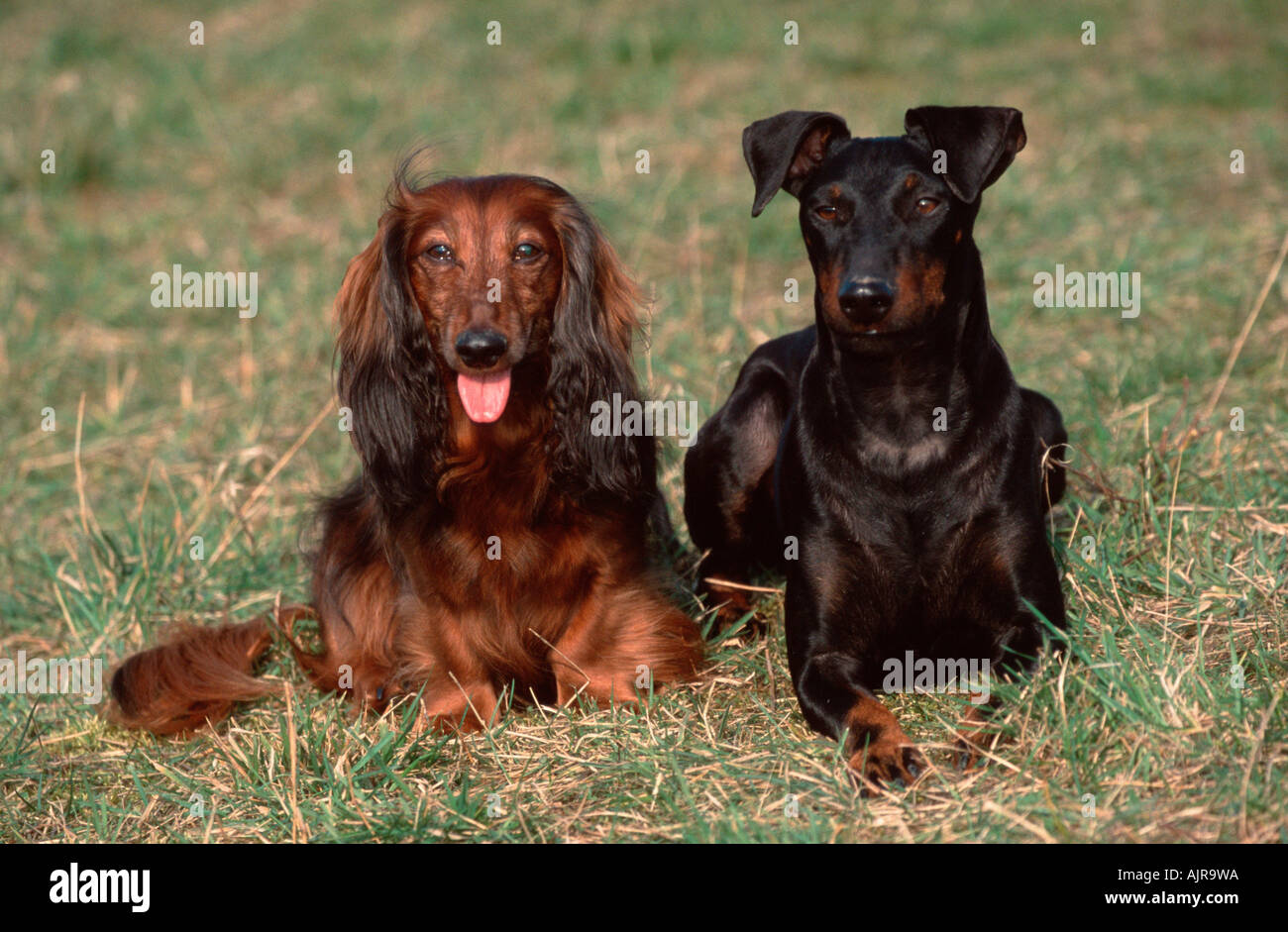 Manchester Terrier And Longhaired Dachshund Stock Photo Alamy