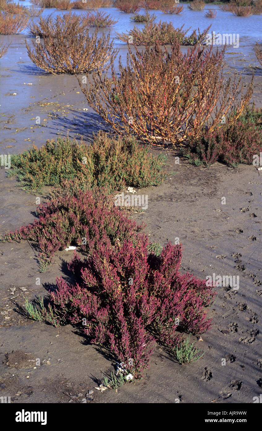 A view of salicornia and other wetland/marshy area species in Campos del Tuyu Reserve, Buenos Aires, Argentina Stock Photo
