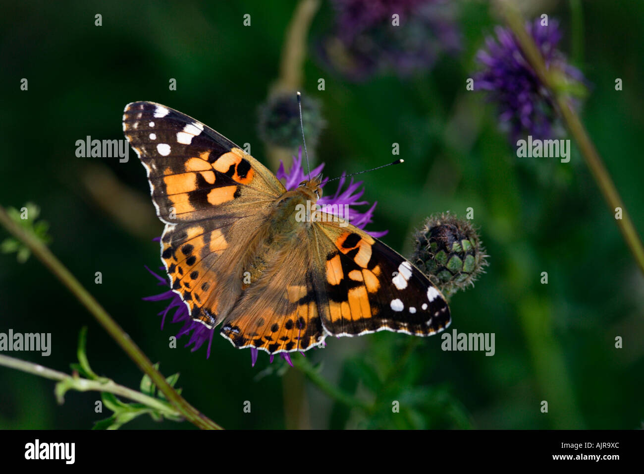 Painted Lady, Cynthia cardui, feeding on Black Knapweed, Centaurea nigra, blossom Stock Photo