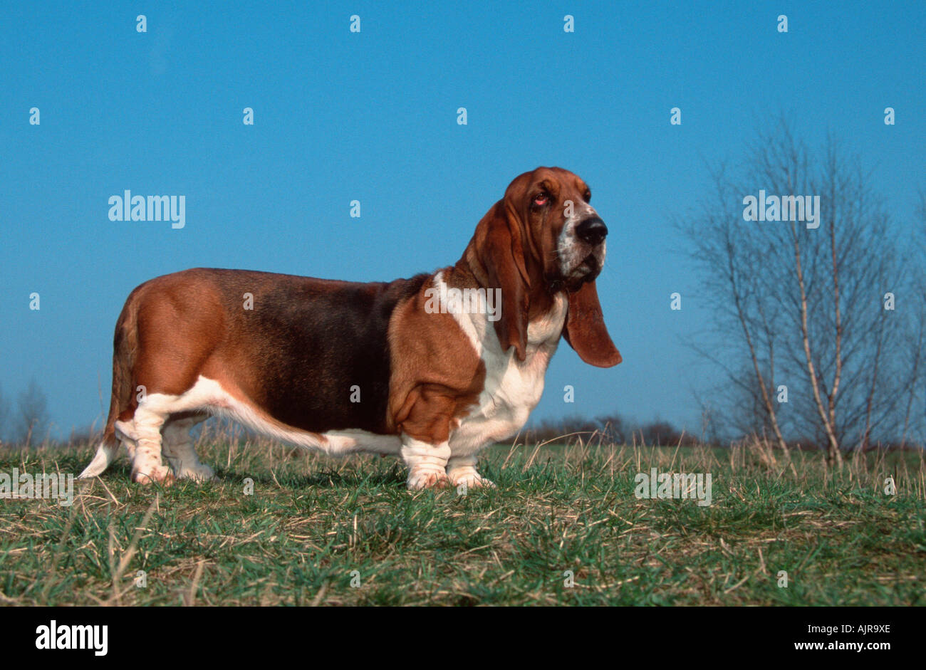 are basset hound puppies aggressive