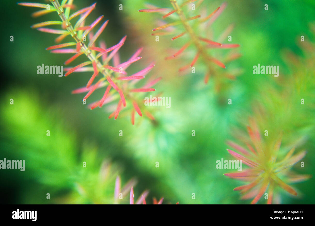 Close up of fresh young green and red spiky leaves of Heather or Heath or Erica Stock Photo