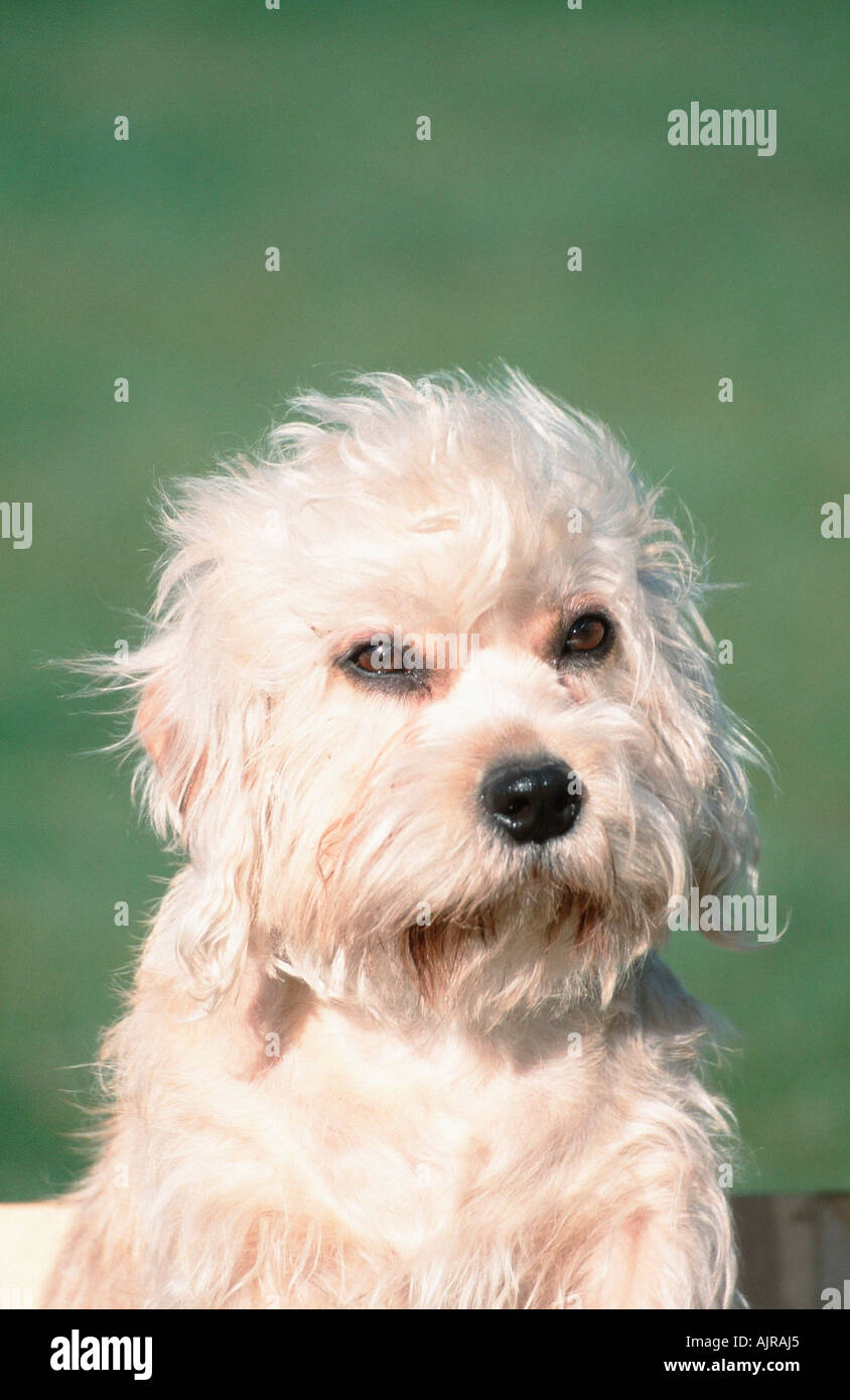 Dandie Dinmont Terrier Poodle Mix
