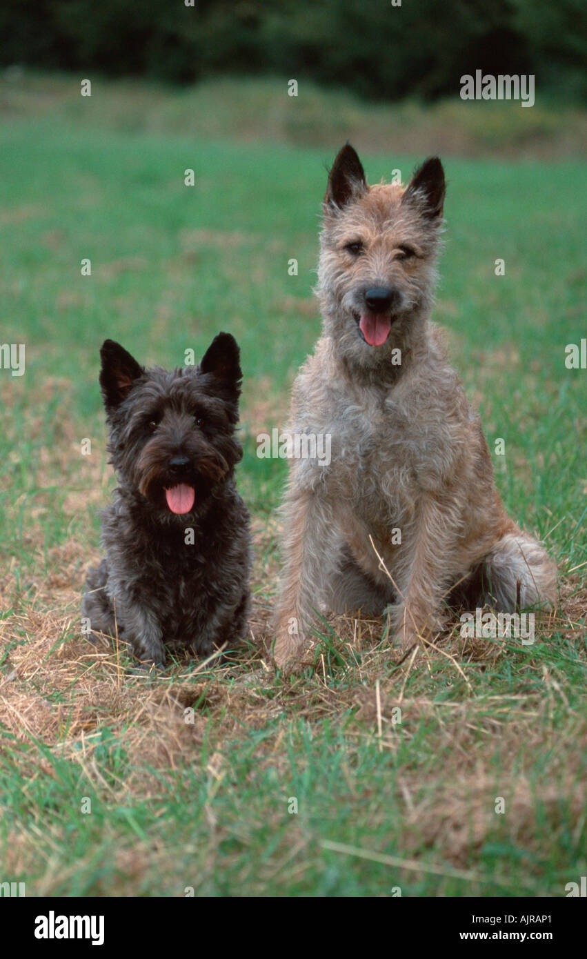 Belgian Shepherd Dog And Mixed Breed Dog Laekenois Stock Photo Alamy