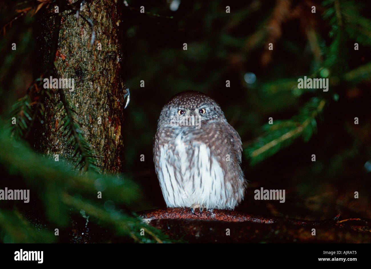 Pygmy Owl Glaucidium passerinum Stock Photo Alamy