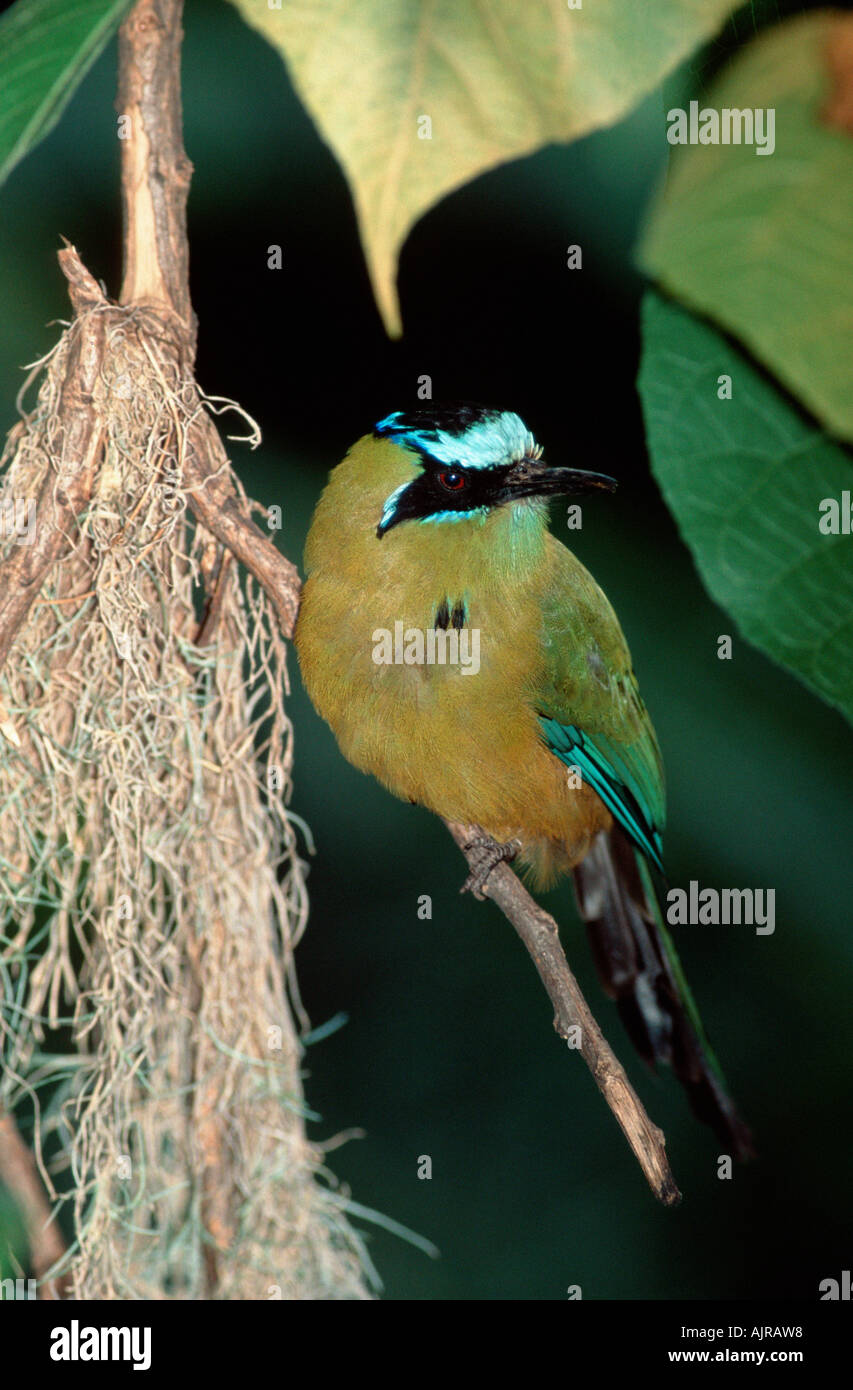 Motmot Momotus momota Stock Photo - Alamy