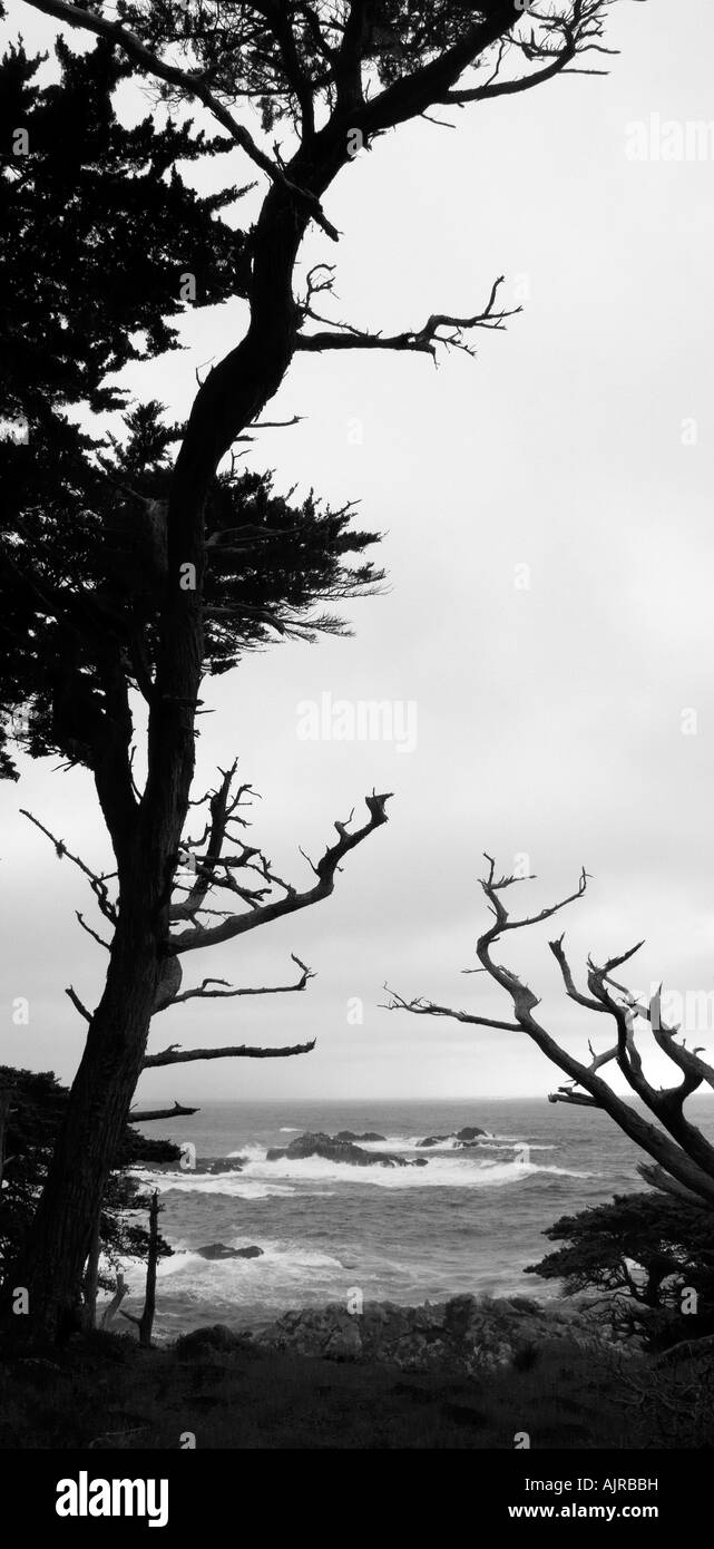 Monterey Pine trees at Point Lobus California USA Stock Photo