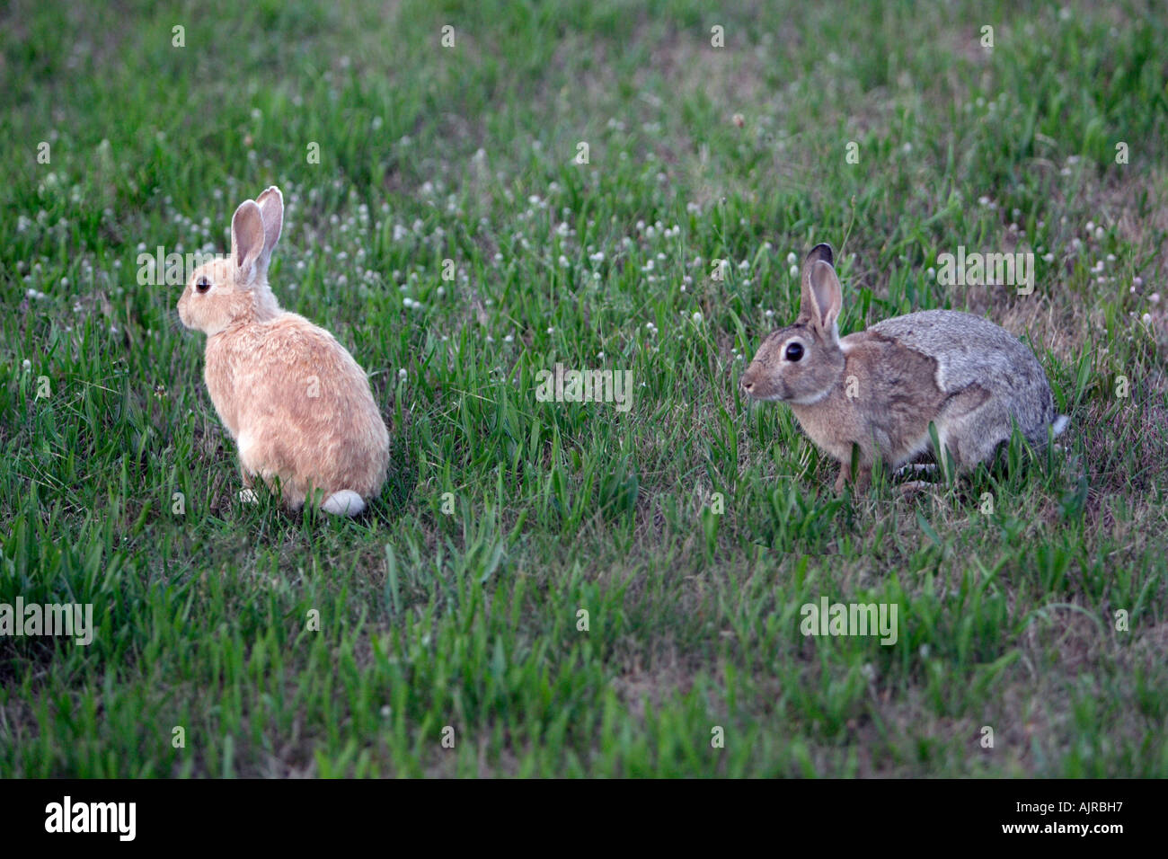 Wild rabbit, Oryctolagus cuniculus, one blond and one normal coloured animal Stock Photo