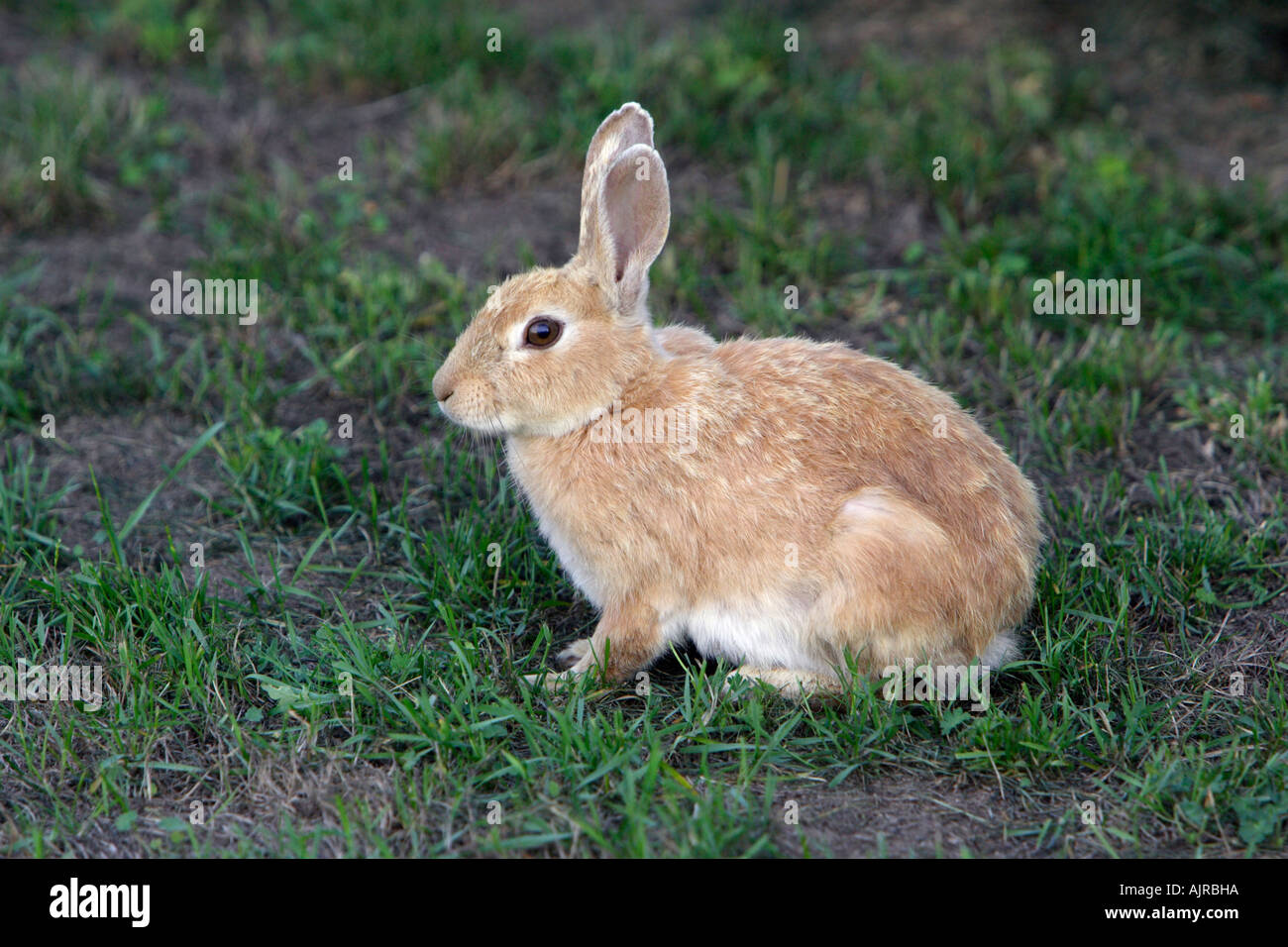 Wild rabbit, Oryctolagus cuniculus, blond coloured animal Stock Photo -  Alamy