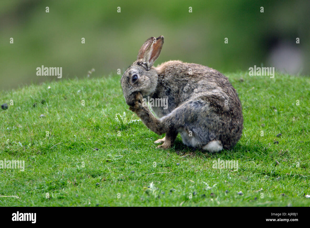 Wild rabbit, Oryctolagus cuniculus, animal cleaning its paws on meadow Stock Photo