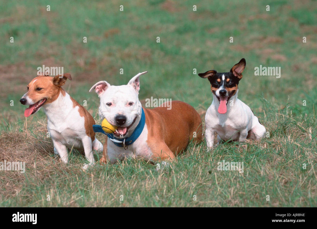 jack russell terrier pitbull