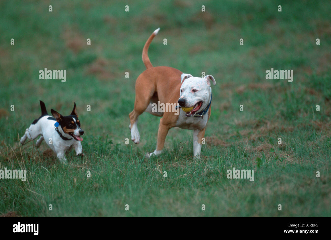 jack russell terrier pitbull