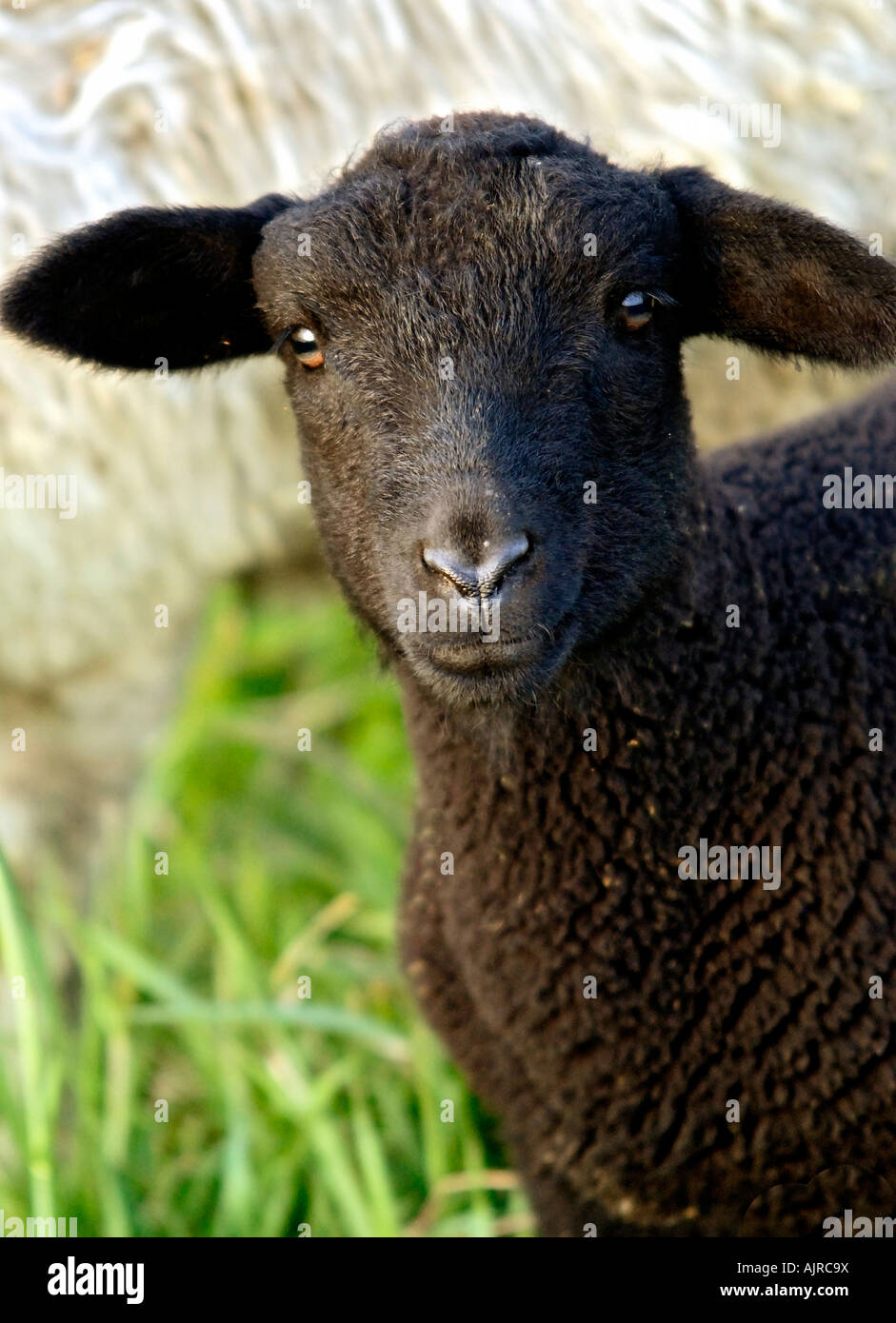 Portrait of a Black Sheep looking straight into camera Stock Photo