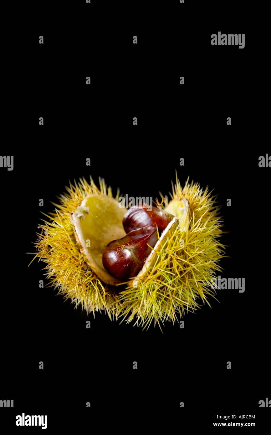 Castanas Inside open Sweet Chestnut, castanea Sativa, showing the ripe fruit inside ...