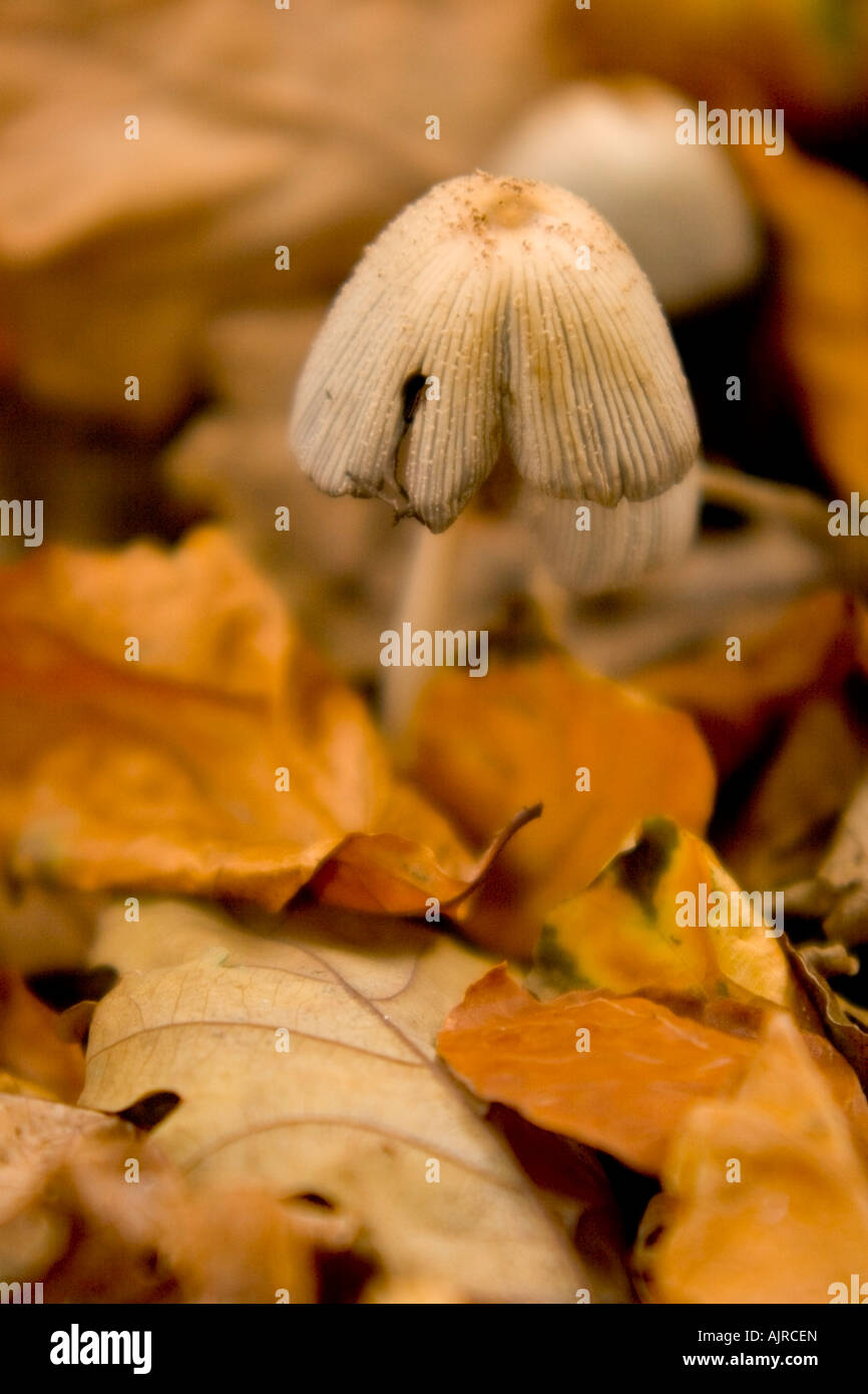 Liberty cap/magic mushroom Psilocybe semilanceata in autumn leaves Stock Photo